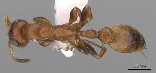 Tetraponera ambigua - CASENT0906480