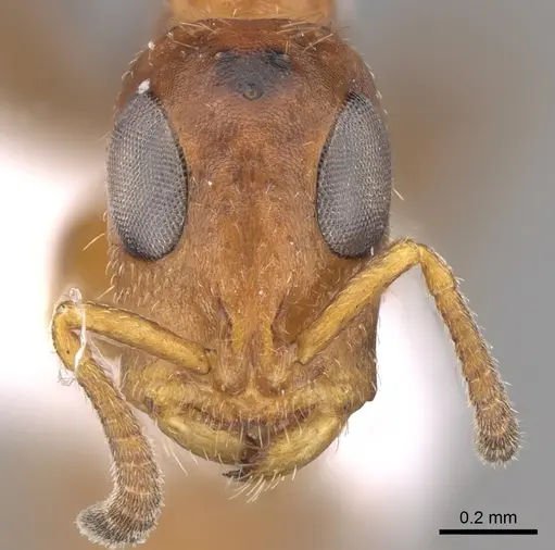 Tetraponera ambigua - CASENT0906480