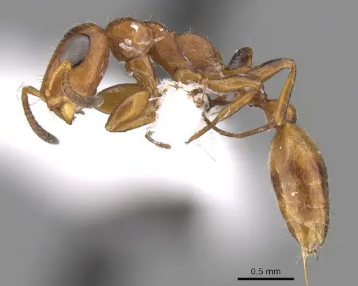 Tetraponera ambigua - CASENT0906480