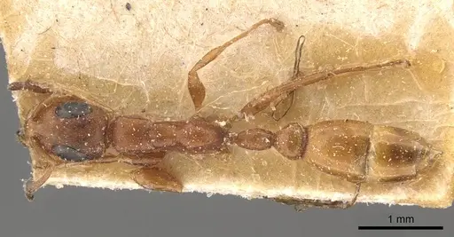 Tetraponera ambigua - CASENT0907469