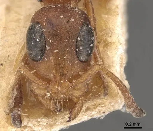 Tetraponera ambigua - CASENT0907469