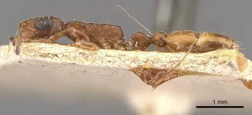 Tetraponera ambigua - CASENT0907469