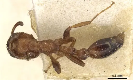 Tetraponera ambigua - CASENT0915525