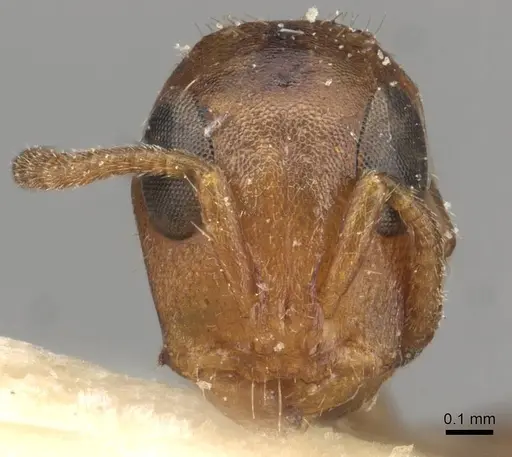 Tetraponera ambigua - CASENT0915525