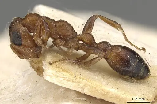 Tetraponera ambigua - CASENT0915525
