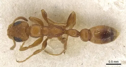 Tetraponera ambigua - CASENT0915526