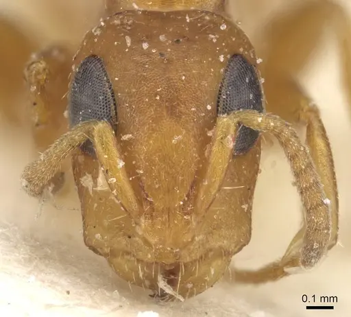 Tetraponera ambigua - CASENT0915526