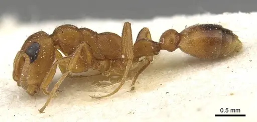 Tetraponera ambigua - CASENT0915526