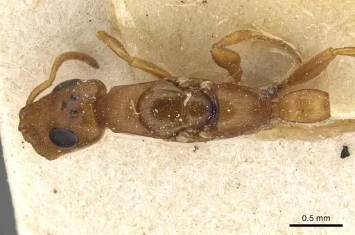 Tetraponera ambigua - CASENT0915528