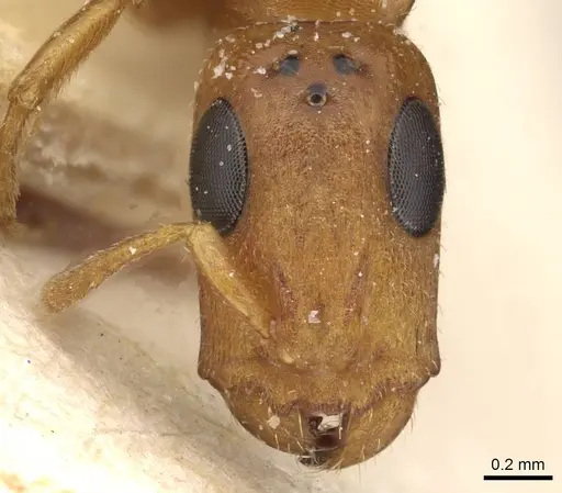 Tetraponera ambigua - CASENT0915528