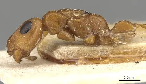 Tetraponera ambigua - CASENT0915528