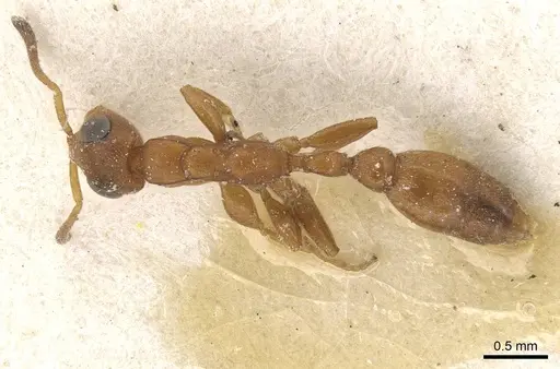 Tetraponera ambigua - CASENT0915536