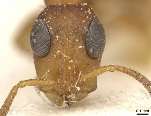 Tetraponera ambigua - CASENT0915536