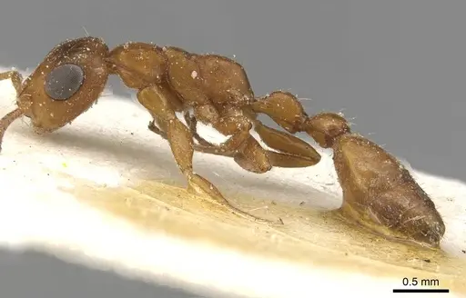 Tetraponera ambigua - CASENT0915536