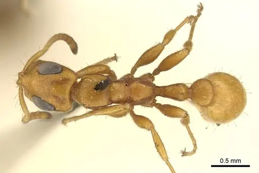 Tetraponera ambigua - CASENT0915849