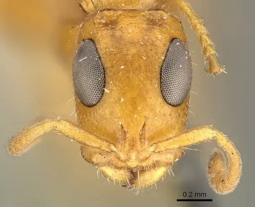 Tetraponera ambigua - CASENT0915849