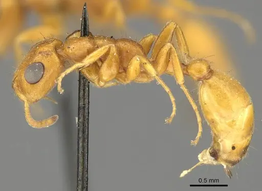 Tetraponera ambigua - CASENT0915849