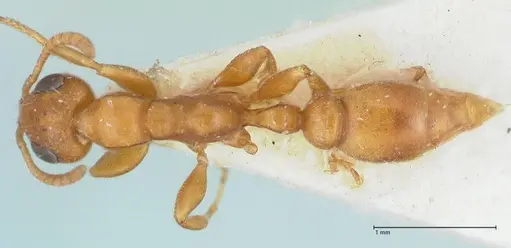 Tetraponera ambigua - FOCOL1169