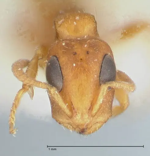 Tetraponera ambigua - FOCOL1169