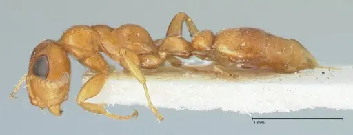 Tetraponera ambigua - FOCOL1169