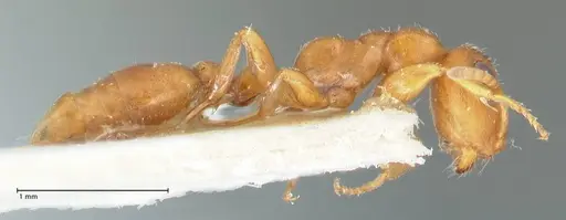 Tetraponera ambigua - FOCOL1169