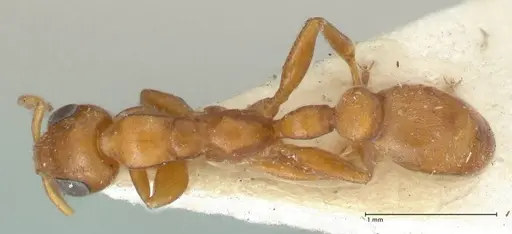 Tetraponera ambigua - FOCOL1170