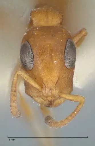 Tetraponera ambigua - FOCOL1170