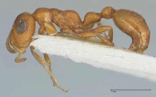 Tetraponera ambigua - FOCOL1170