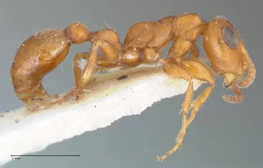 Tetraponera ambigua - FOCOL1170