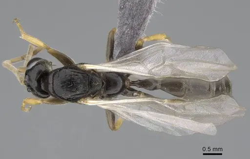 Tetraponera andrei specimen
