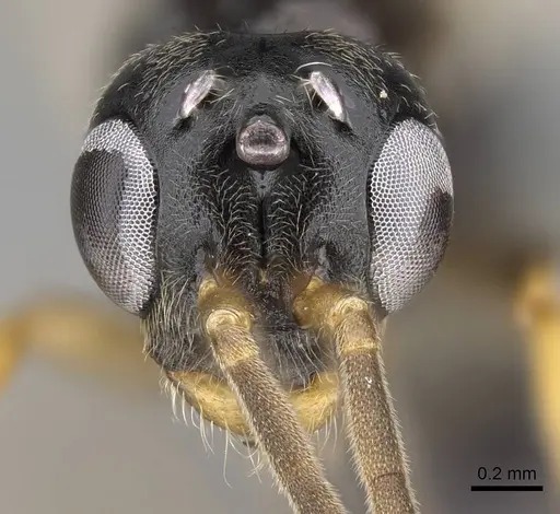 Tetraponera andrei specimen