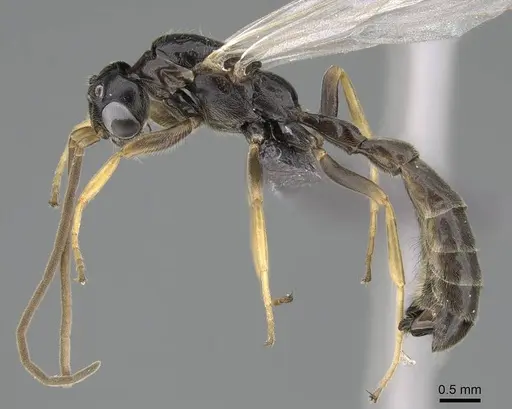 Tetraponera andrei specimen