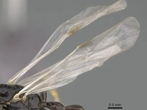 Tetraponera andrei - CASENT0778281