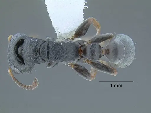 Tetraponera andrei - CASENT0794345