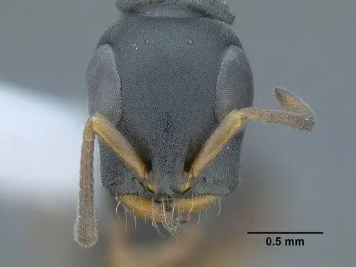 Tetraponera andrei - CASENT0794345