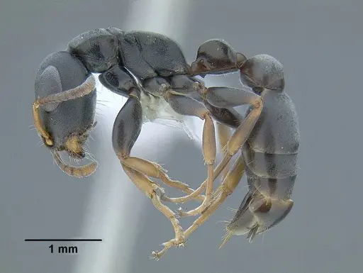 Tetraponera andrei - CASENT0794345