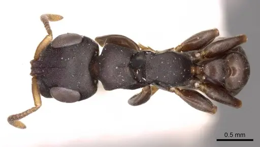 Tetraponera andrei - CASENT0915848