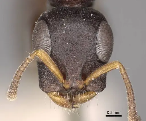 Tetraponera andrei - CASENT0915848