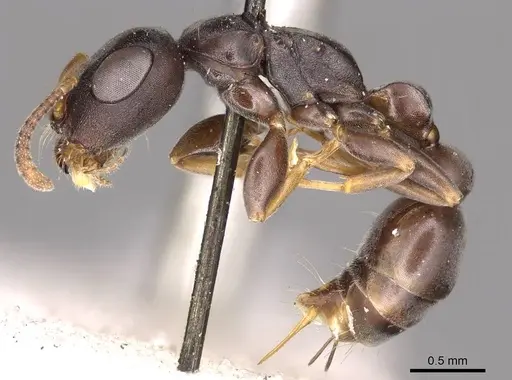 Tetraponera andrei - CASENT0915848