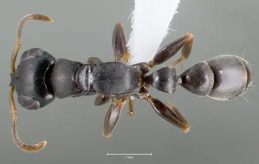 Tetraponera anthracina specimen
