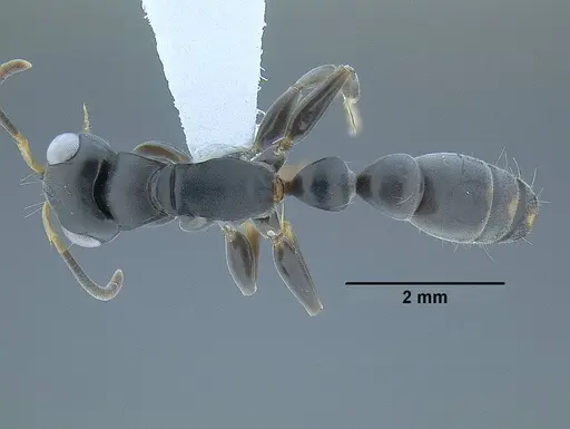 Tetraponera anthracina - CASENT0794191