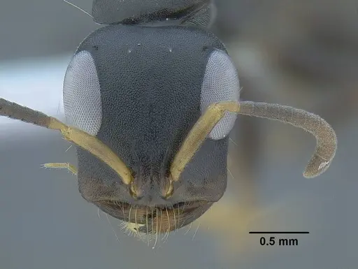 Tetraponera anthracina - CASENT0794191