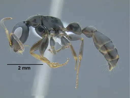 Tetraponera anthracina - CASENT0794191