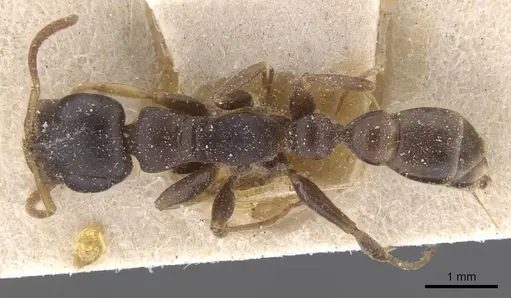 Tetraponera anthracina - CASENT0915524