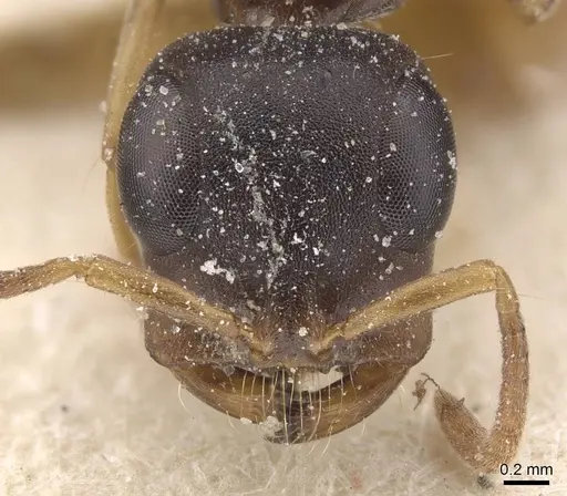 Tetraponera anthracina - CASENT0915524