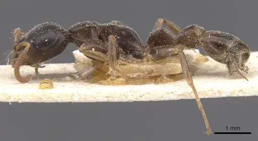 Tetraponera anthracina - CASENT0915524