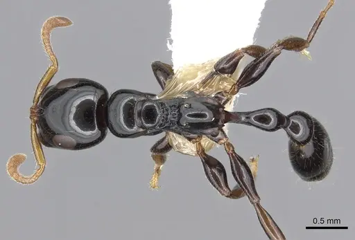 Tetraponera apiculata specimen