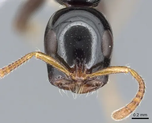 Tetraponera apiculata specimen