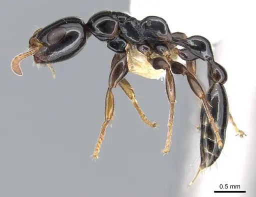 Tetraponera apiculata specimen