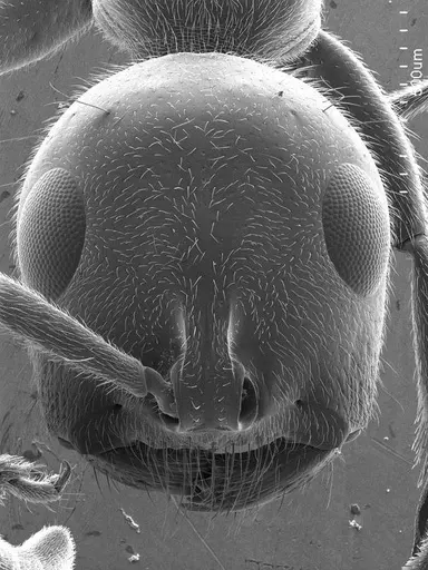 Tetraponera attenuata specimen